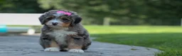 Mini Bernedoodle dogs for sale: 🐾 Primrose 🐾 - Ad 5