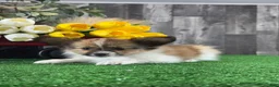 Papillon dogs for sale: Ranger  - Ad 4