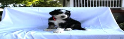 Bernedoodle dogs for sale: Sasha - Ad 7