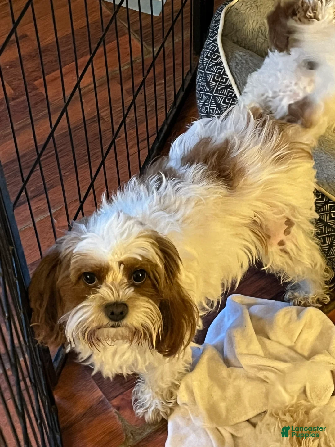 Cavapoo dogs for sale: Cavapoo Puppy 1 - Ad 2