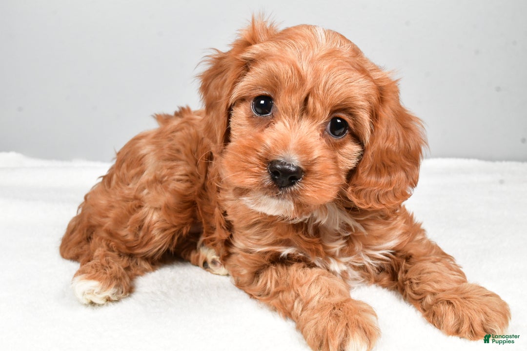 Cavapoo dogs for sale: Spencer  - Ad 4