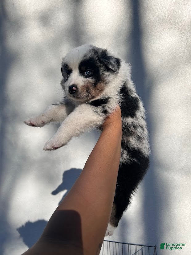 Australian Shepherd dogs for sale: Sunny - Ad 2