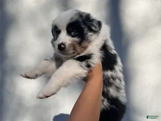 Australian Shepherd dogs for sale: Sunny - Ad 2