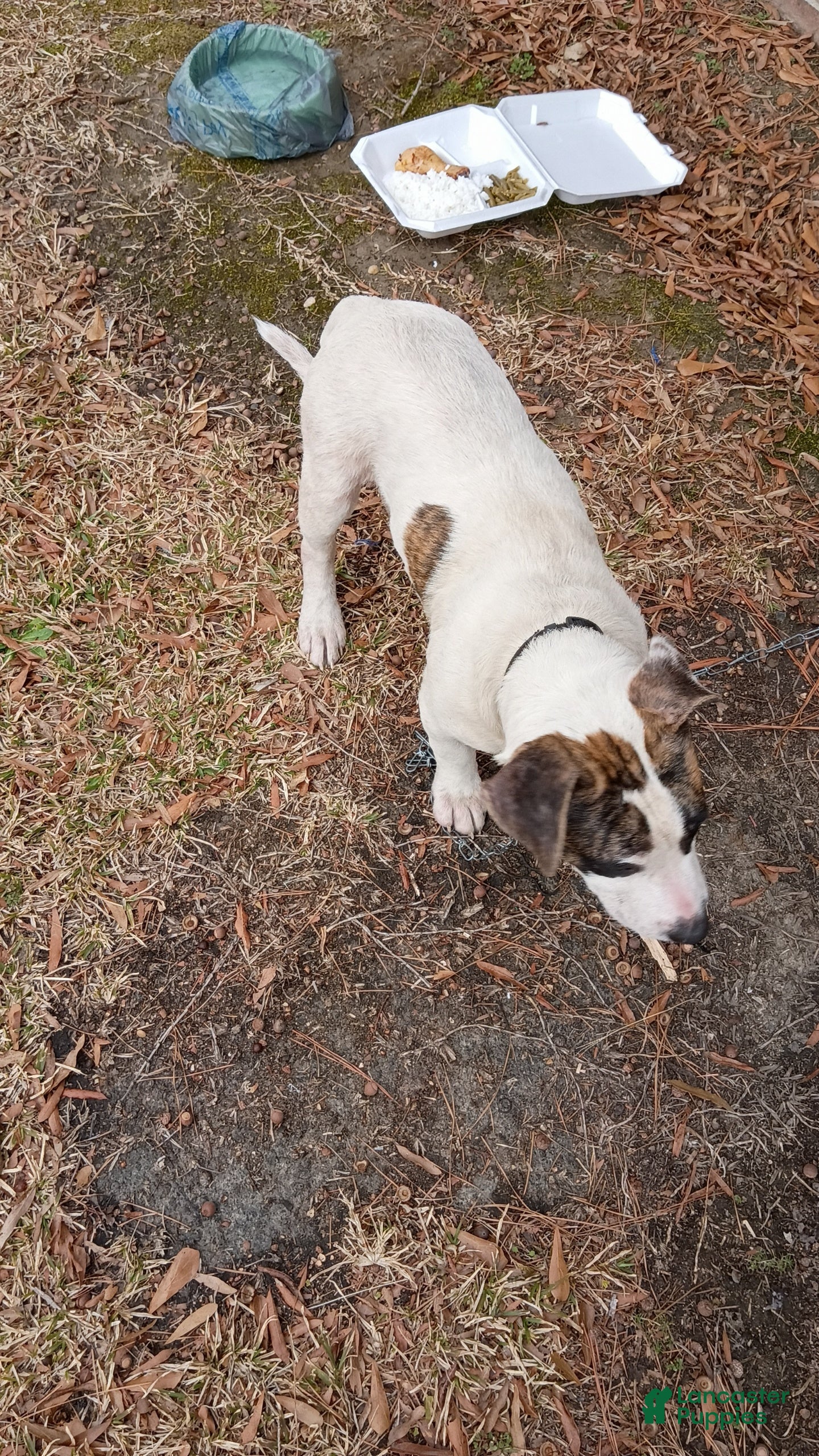 American Pit Bull Terrier dogs American Pit Bull Terrier Puppy 2 - Ad 31