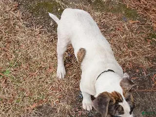 American Pit Bull Terrier dogs American Pit Bull Terrier Puppy 2 - Ad 31