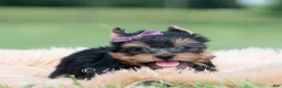 Yorkshire Terrier dogs for sale: Sugar Plum - Ad 6
