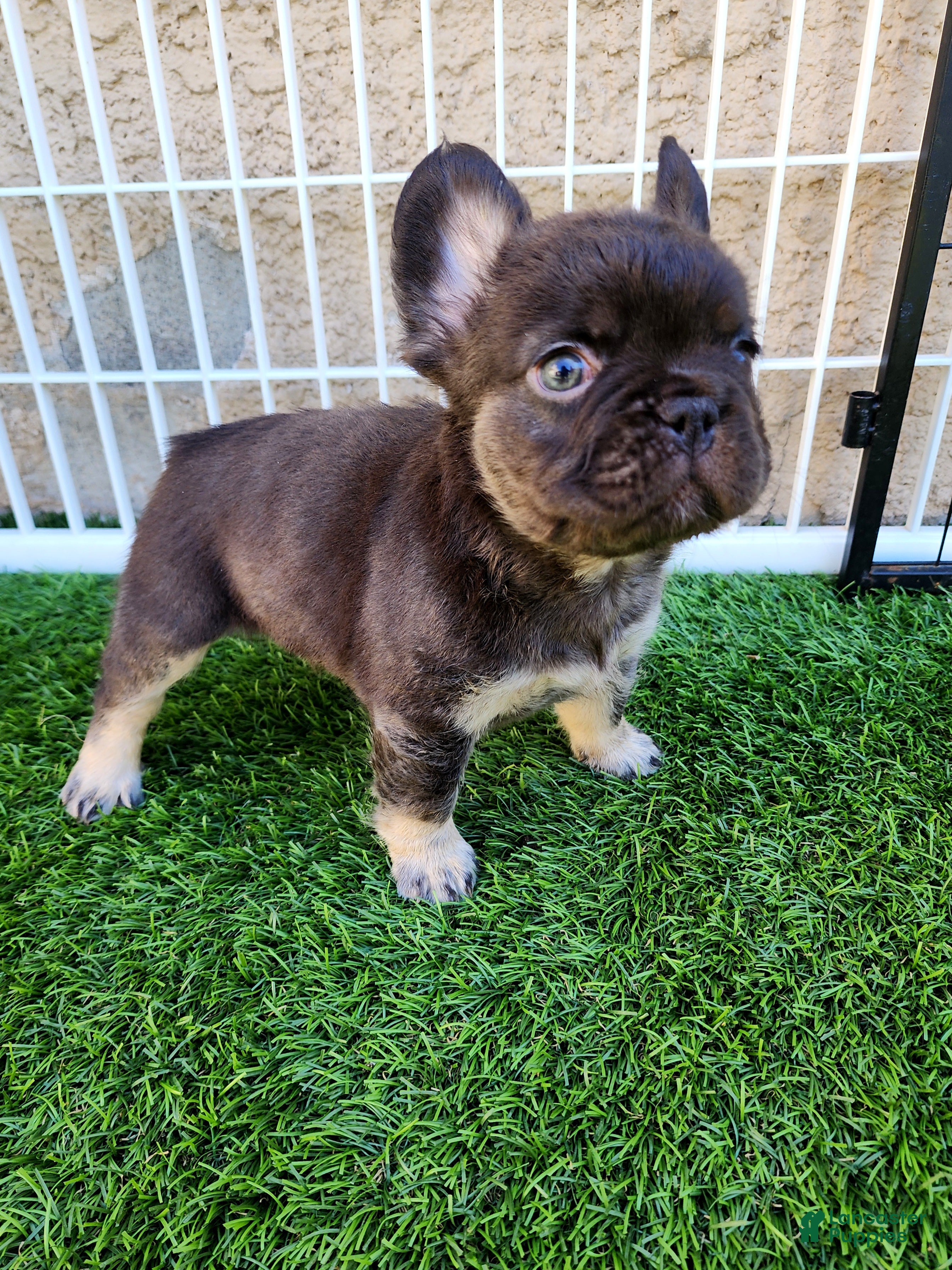 French Bulldog dogs Baby Grizzly  - Ad 1