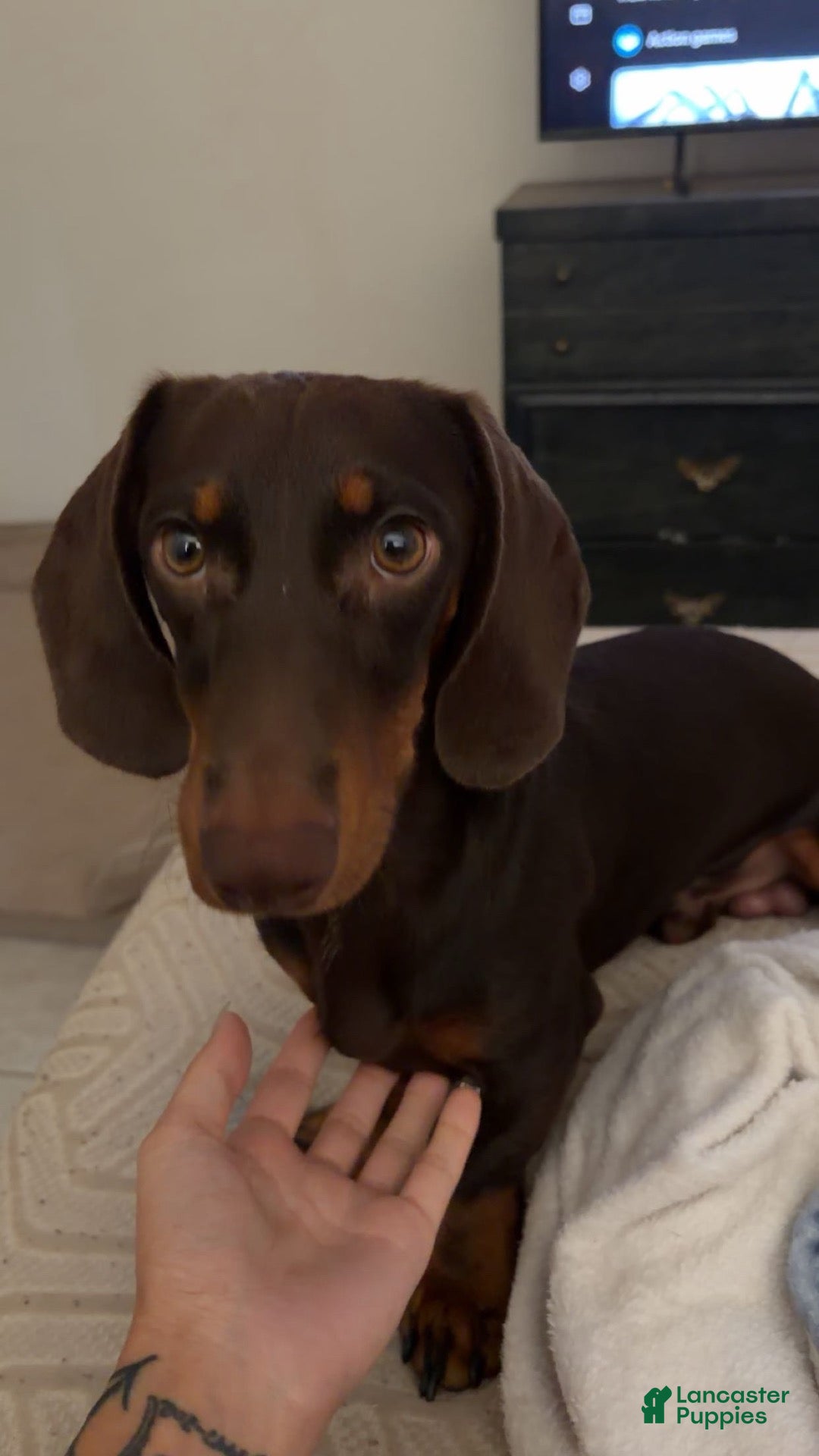 Dachshund dogs Choco - Ad 28