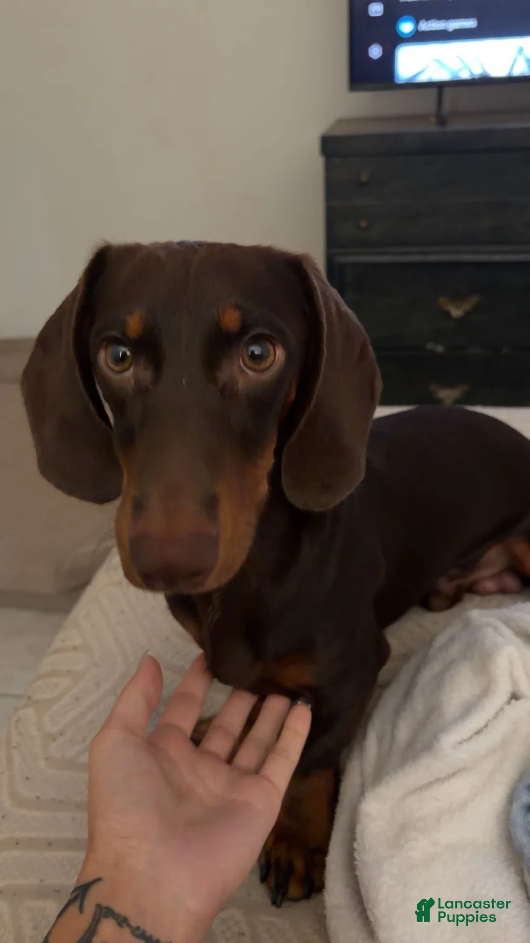 Dachshund dogs for sale: Choco - Ad 1