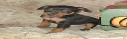 Miniature Pinscher dogs for sale: Crissy black tan - Ad 5