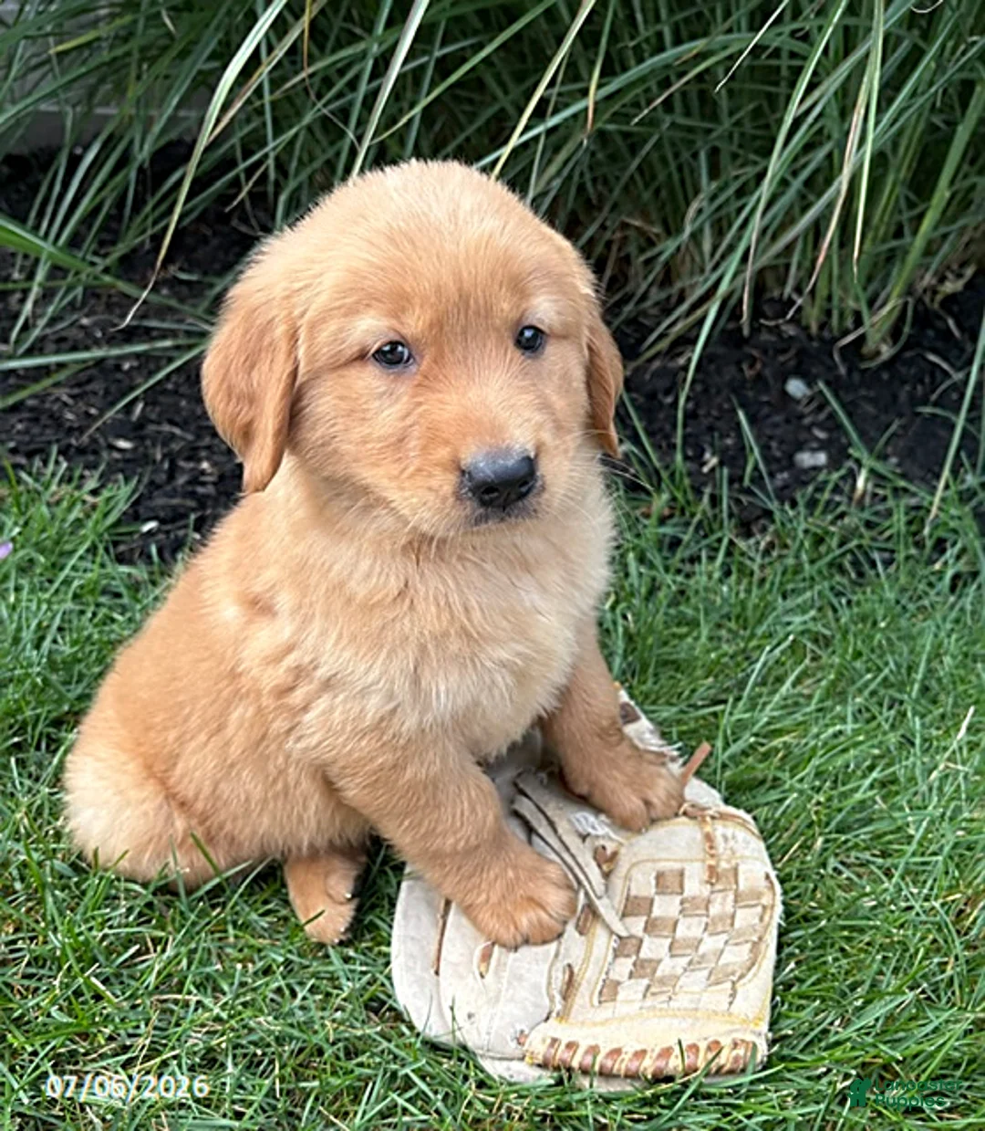 Golden Retriever dogs for sale: Sebastian - Ad 2