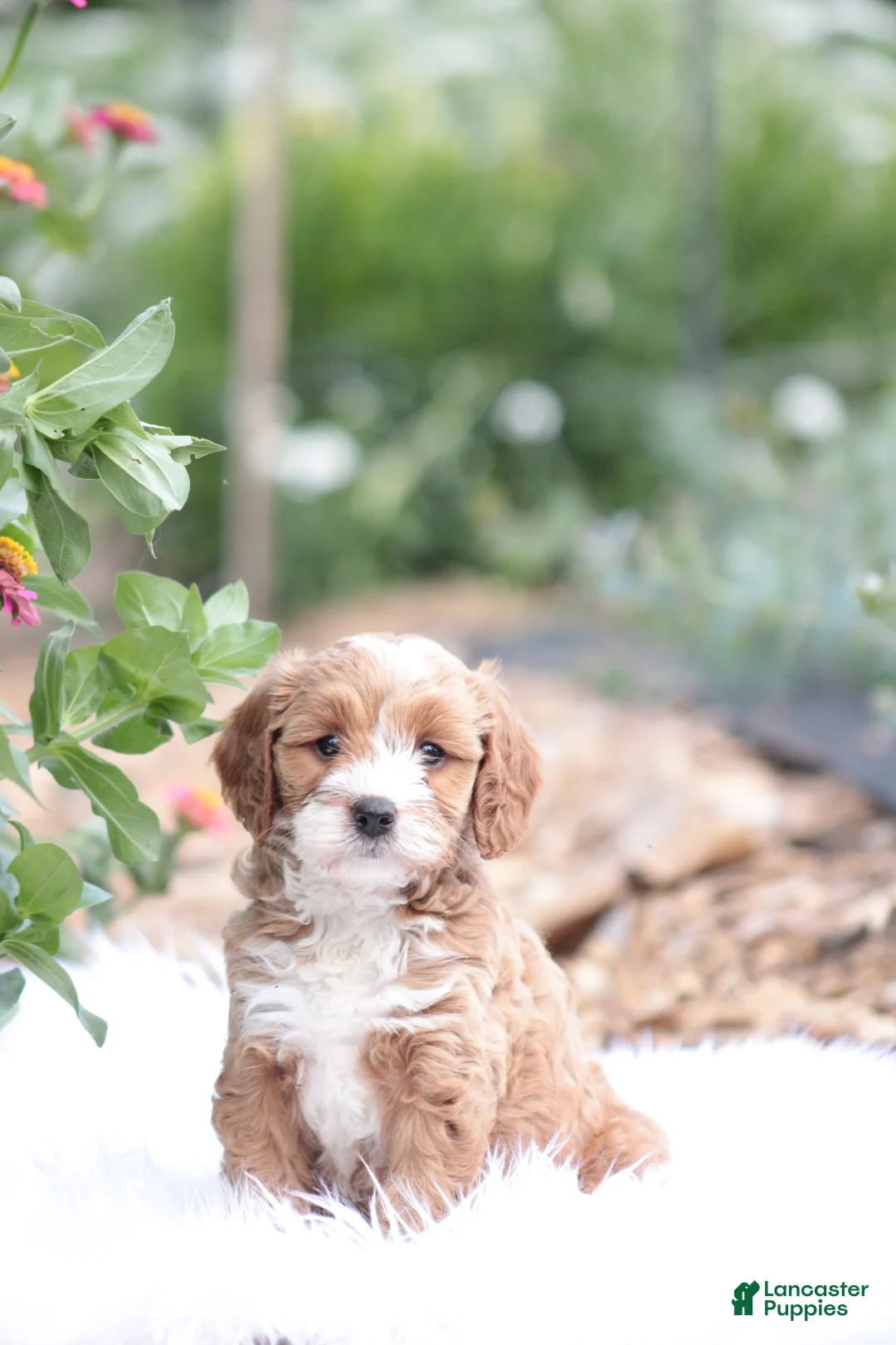 Cavapoo dogs for sale: Trixie - Ad 2
