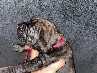 Cane Corso dogs Zeus Litter M-f Available - Ad 1