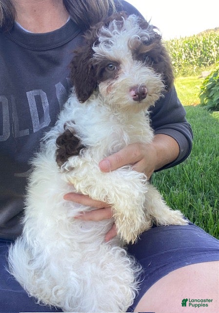 Cavapoo dogs Alice - Ad 2