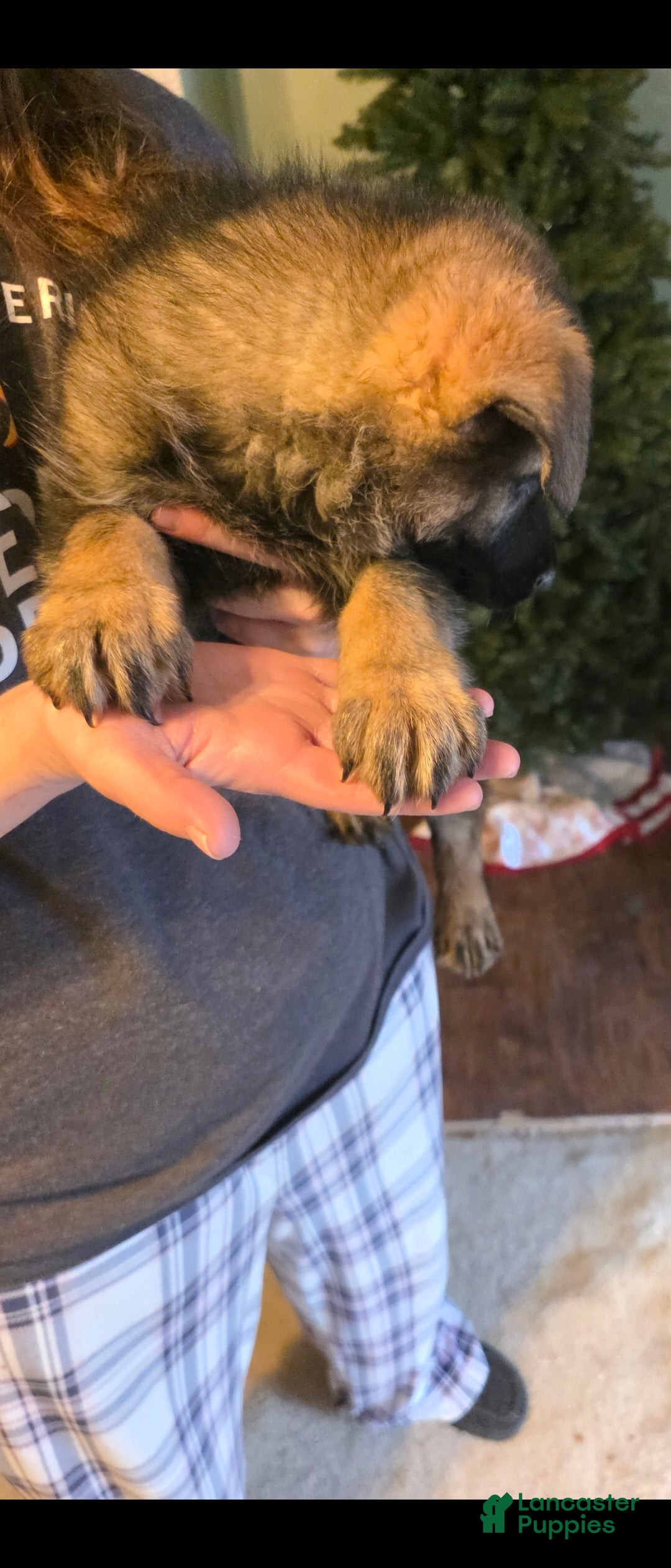 German Shepherd dogs for sale: German Shepherd Puppy 1 - Ad 5