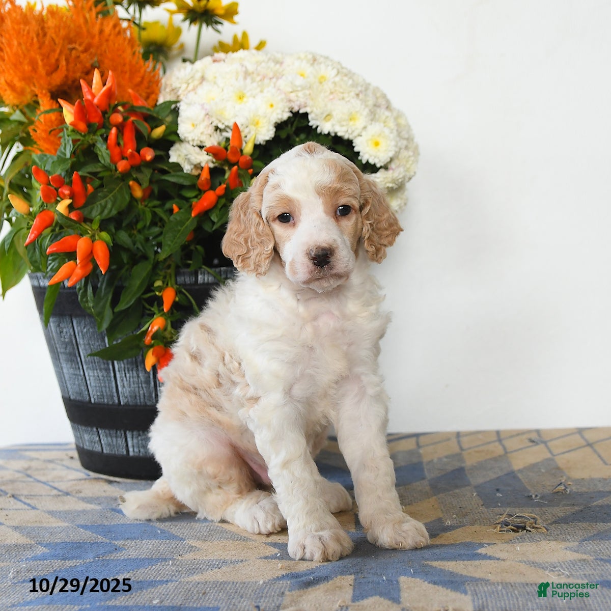 Standard Poodle dogs Tigger - Ad 41