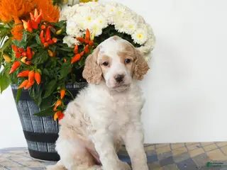 Standard Poodle dogs Tigger - Ad 28