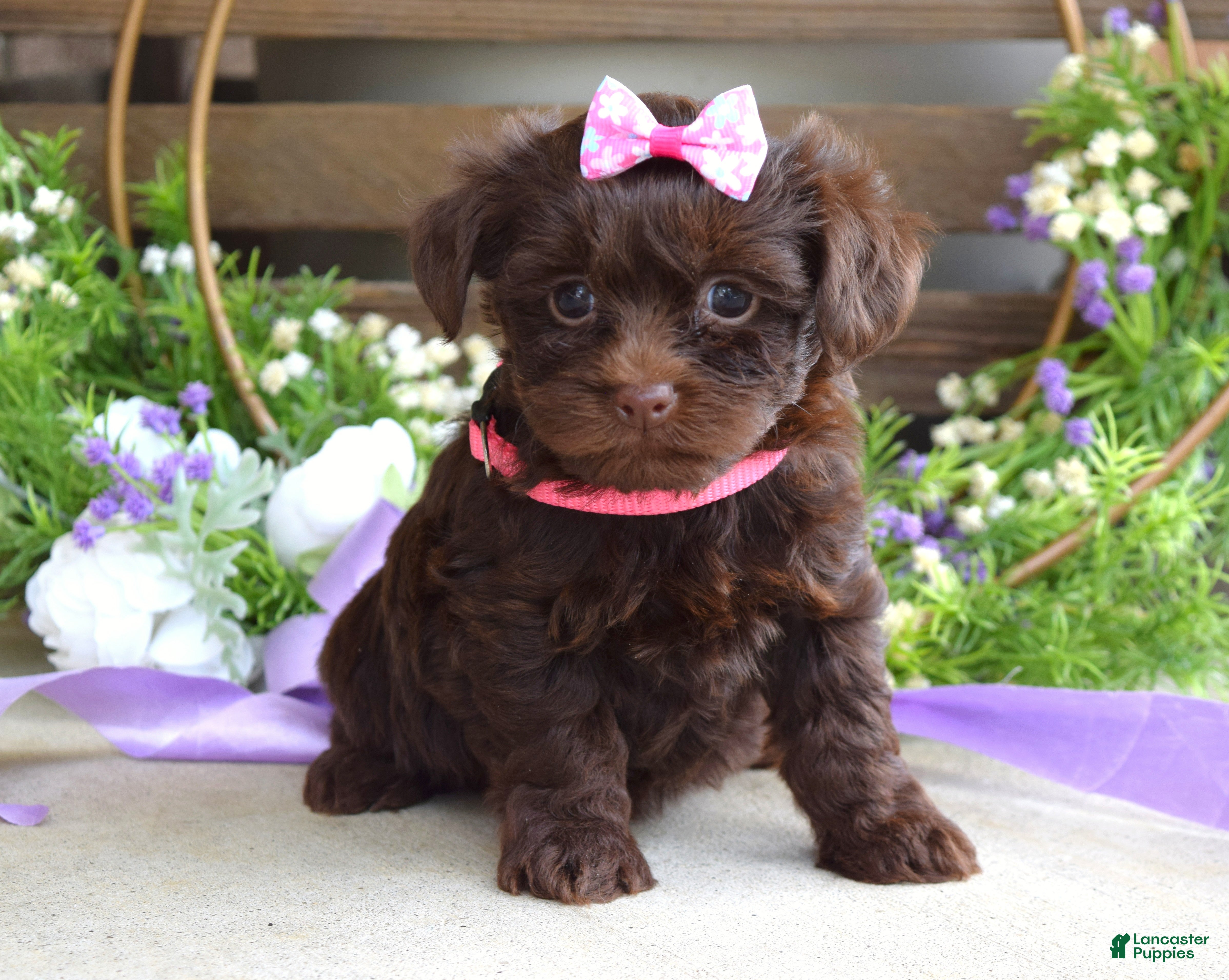 Yorkiepoo dogs Coco  - Ad 2