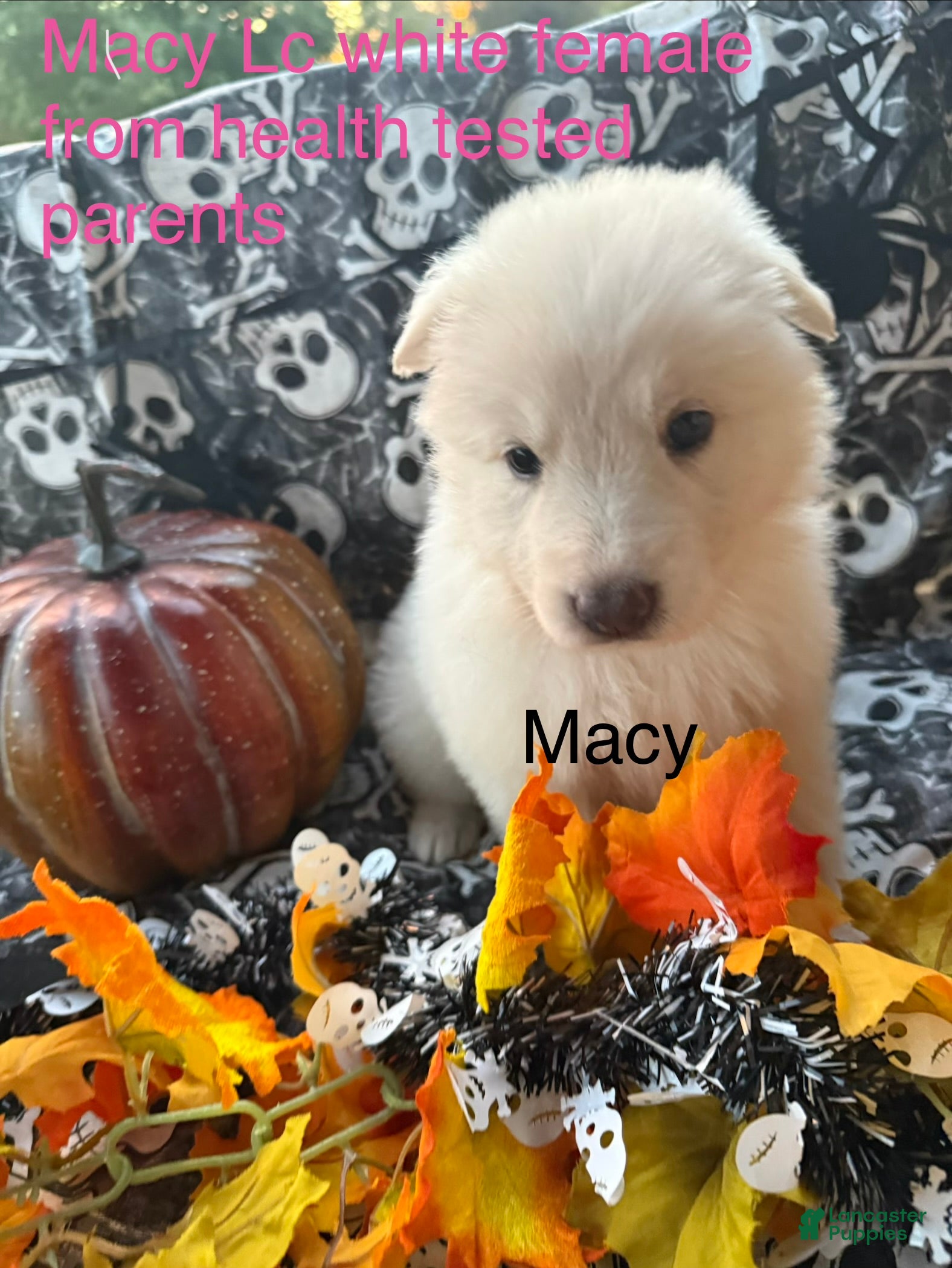 German Shepherd dogs Macy - Ad 28