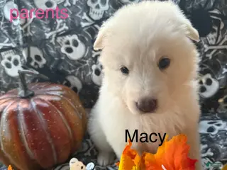 German Shepherd dogs Macy - Ad 28