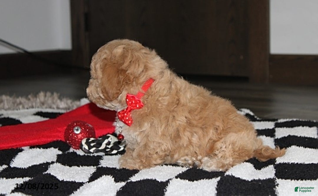 Bichpoo dogs for sale: Sammy - Ad 2