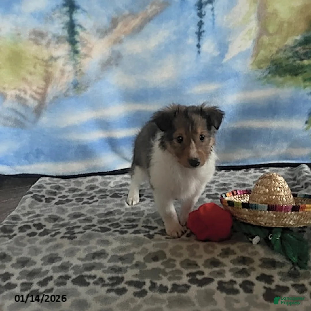 Shetland Sheepdog dogs for sale: Anna - Ad 2