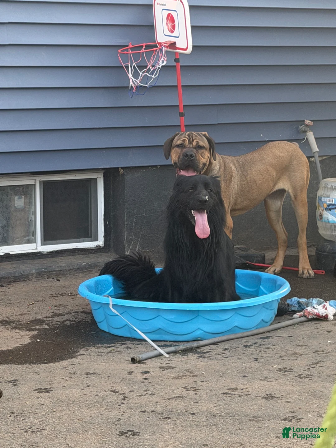 Cane Corso dogs for stud: Cane corso her name is Luna  - Ad 1