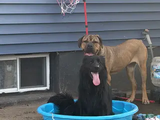 Cane Corso dogs Cane corso her name is Luna - Ad 1