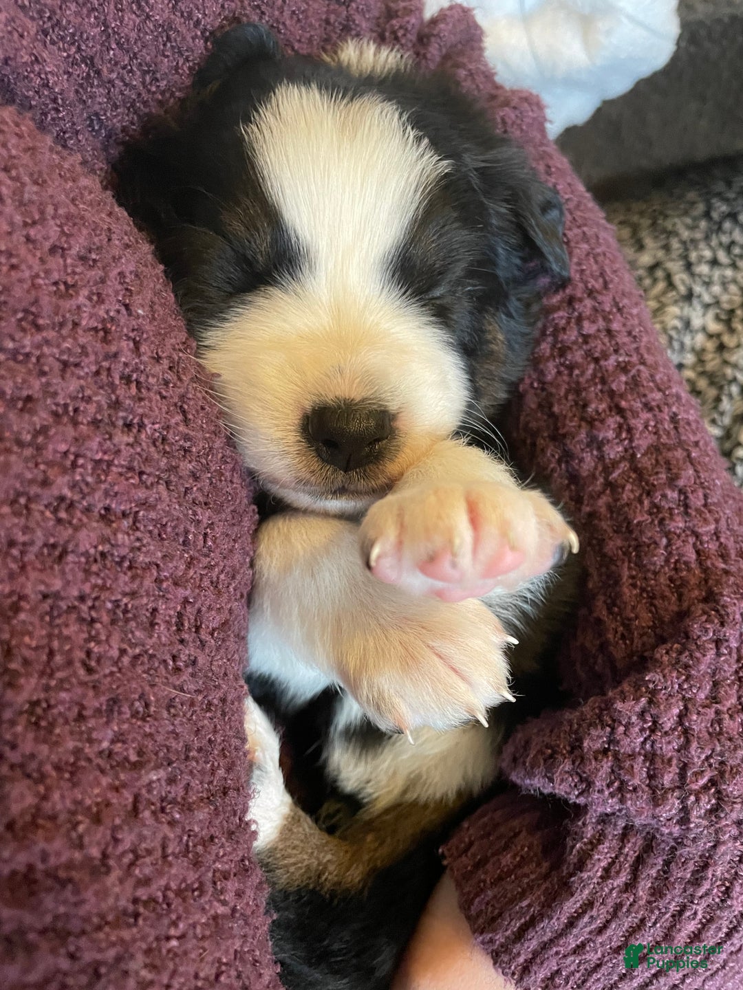 Australian Shepherd dogs for sale: Iris - Ad 3