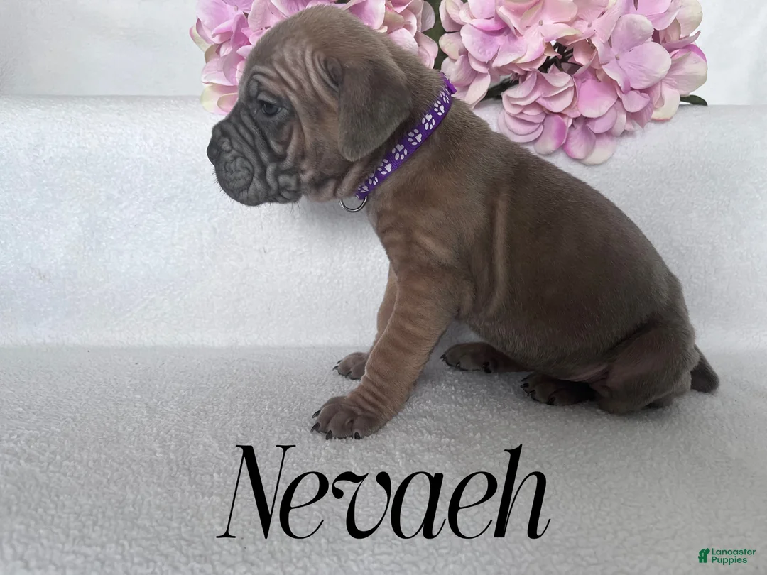 Cane Corso dogs for sale: Nikki - Ad 72