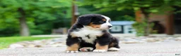 Bernese Mountain Dog dogs for sale: Monte - Ad 4