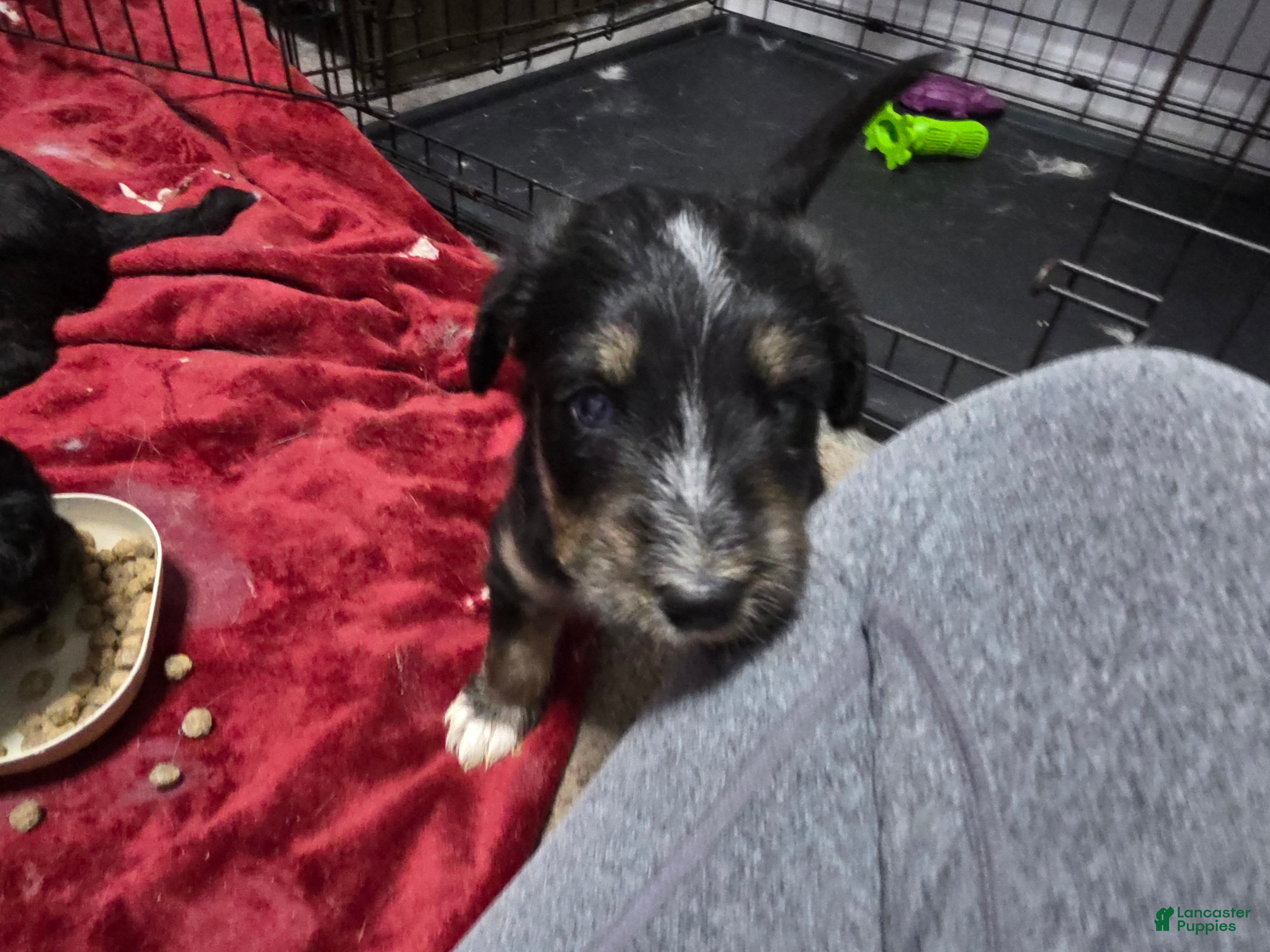 Huskipoo dogs Raja - Ad 2