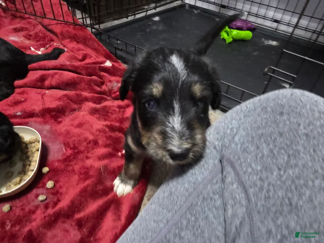 Huskipoo dogs for sale: Raja - Ad 2