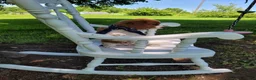 Cavapoo dogs for sale: Cavapoo Puppy 1 - Ad 4