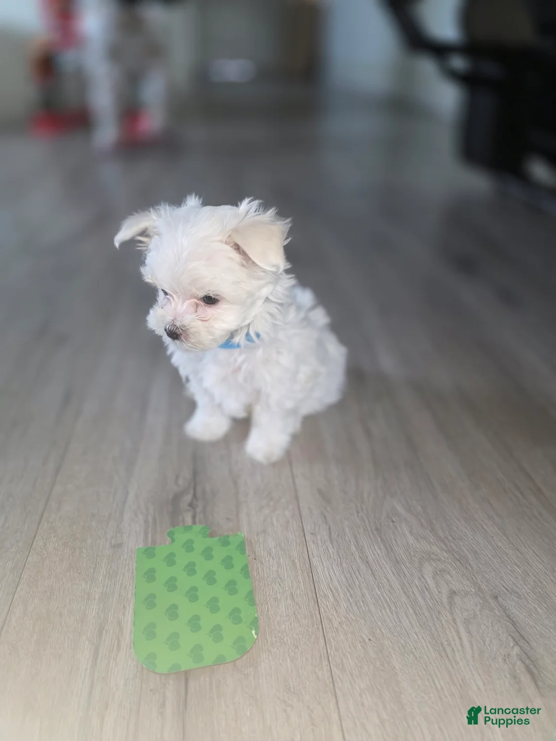 Maltese dogs for sale: 🐾 Male Maltese Puppy – Playful, Charming & Tiny - Ad 7