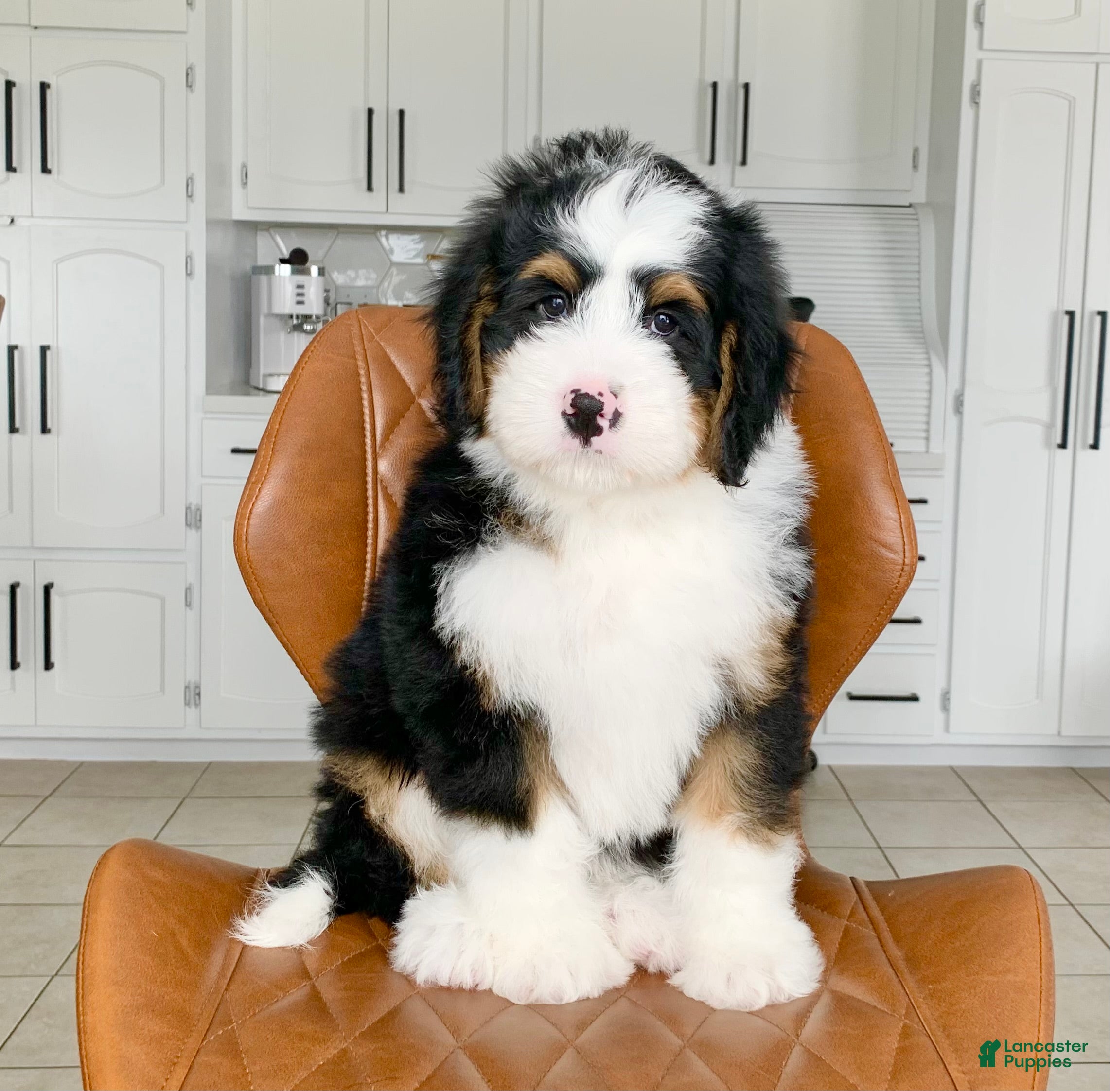 Bernedoodle dogs Otis - Ad 2