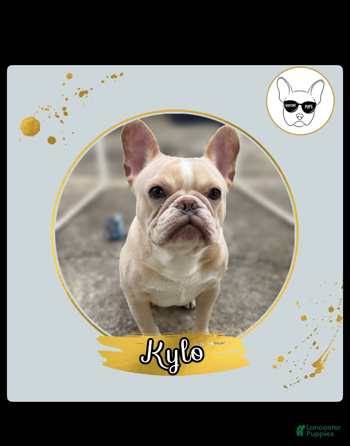 French Bulldog dogs Kylo - Ad 24