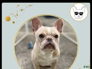 French Bulldog dogs Kylo - Ad 34