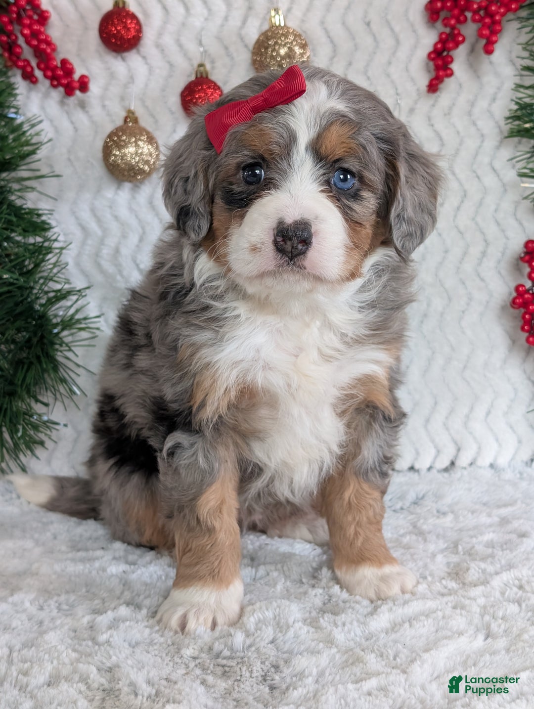 Mini Bernedoodle dogs for sale: Mini Daisy  - Ad 10