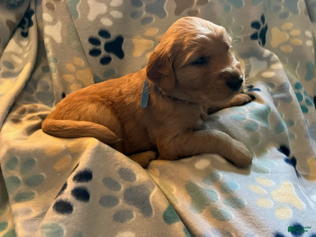 Golden Retriever dogs for sale: Blue - Ad 2