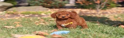 Cavapoo dogs for sale: Pearl - Ad 22