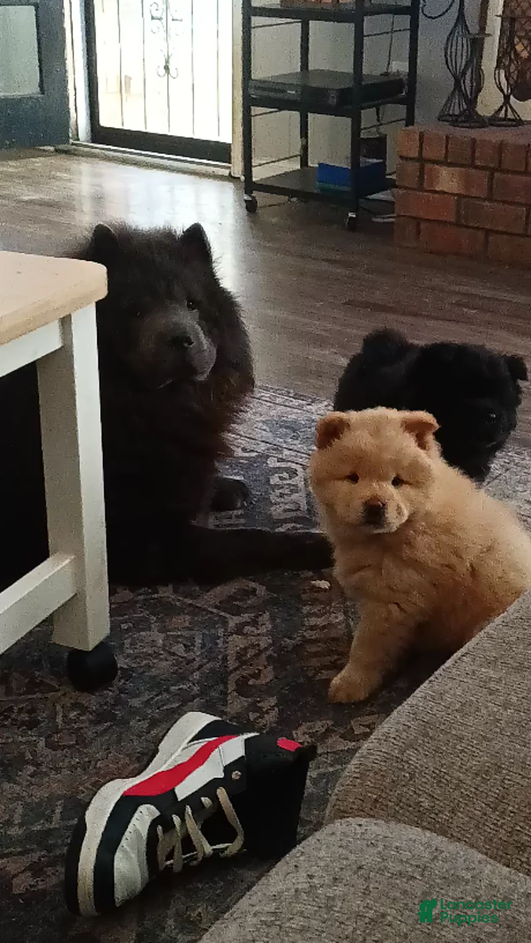 Chow Chow dogs for stud: Chow chow stud  - Ad 2