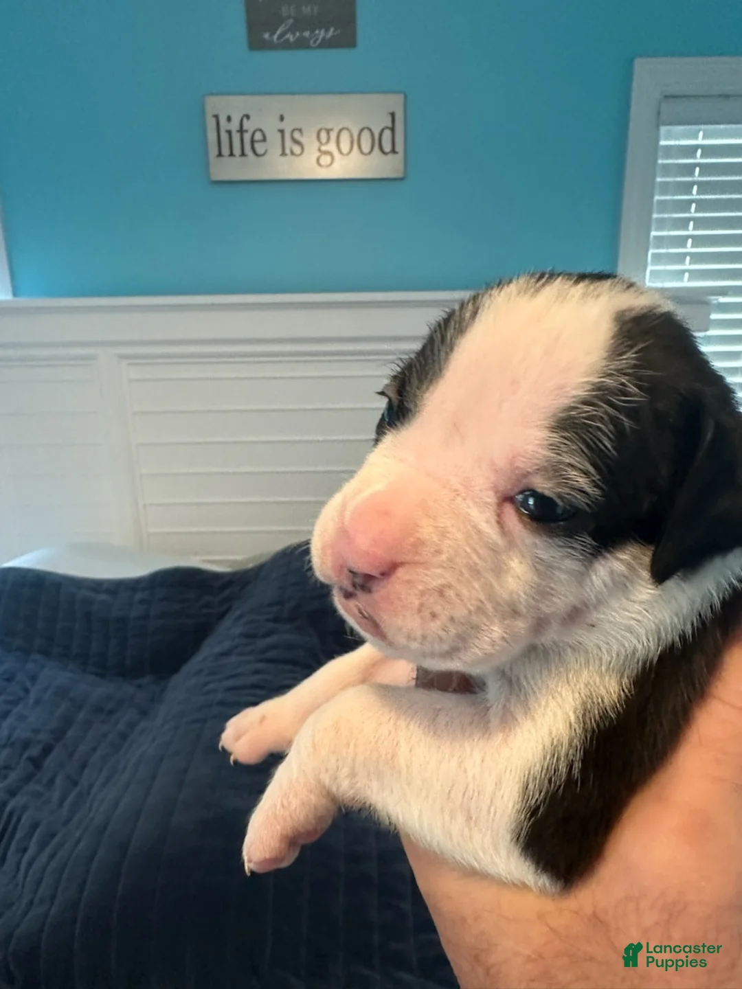 Boxer dogs for sale: Lexus - Ad 2