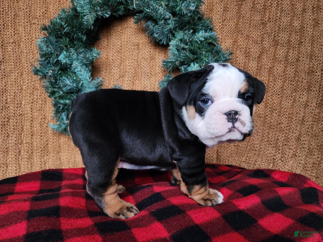 English Bulldog dogs for sale: Easton - Ad 11