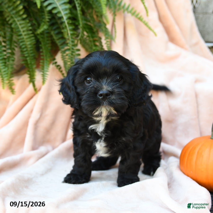 Cavachon dogs Lupine - Ad 1