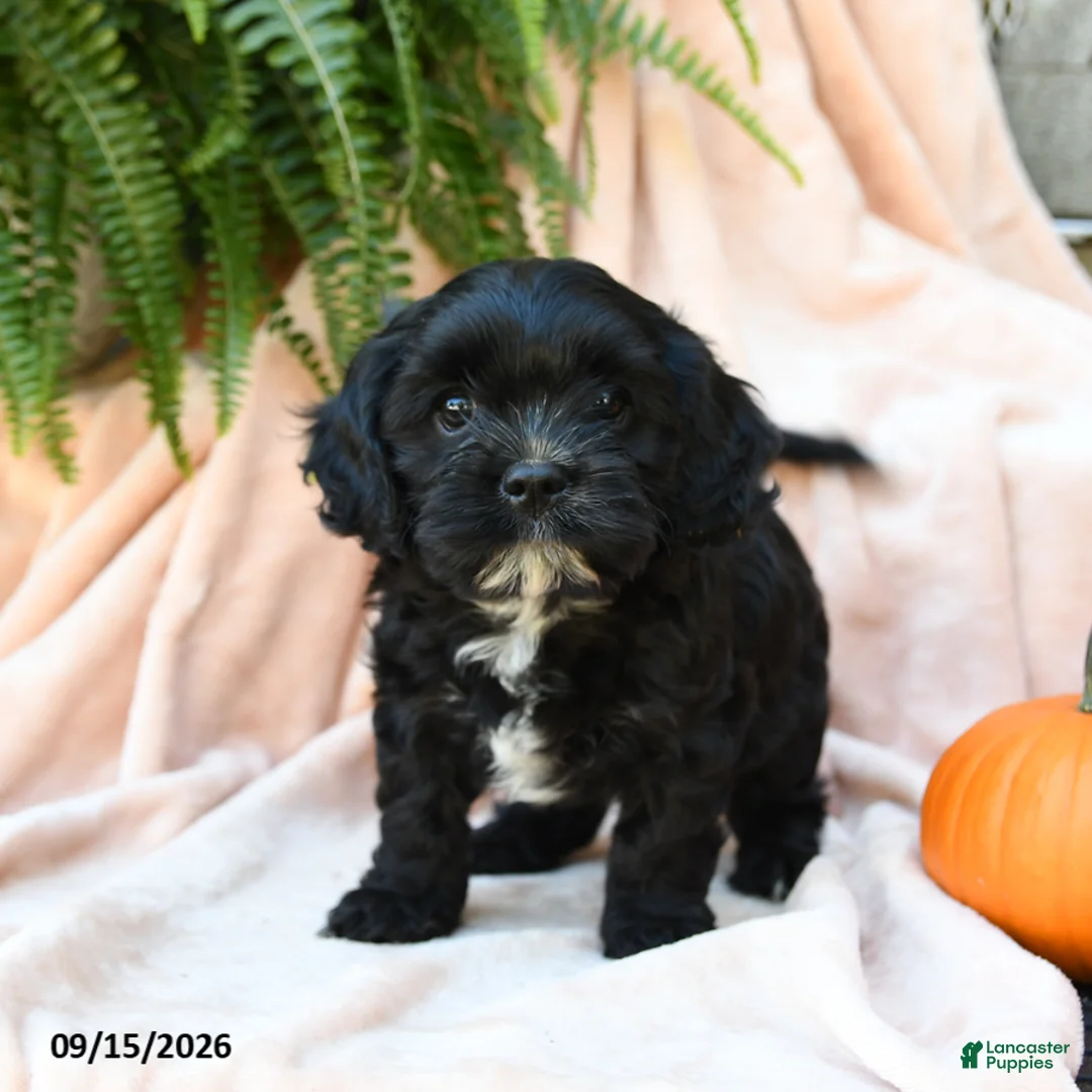 Cavachon dogs for sale: Lupine - Ad 1