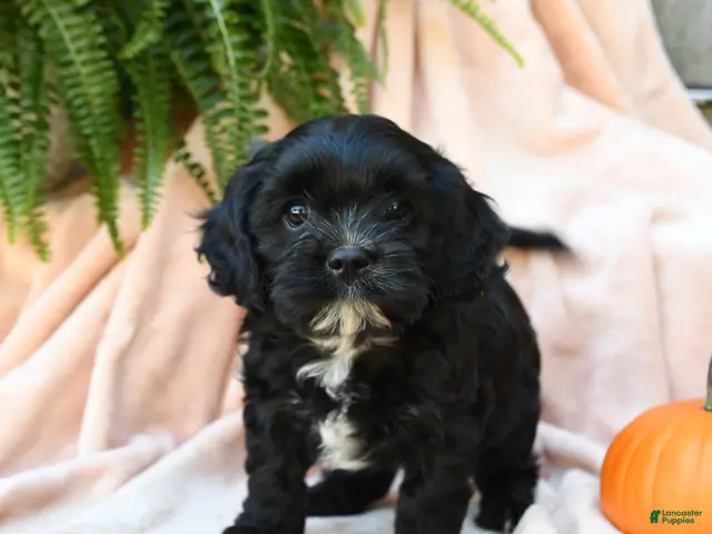 Cavachon dogs for sale: Lupine - Ad 1