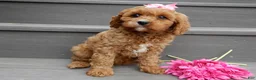 Cavapoo dogs for sale: Miley - Ad 5
