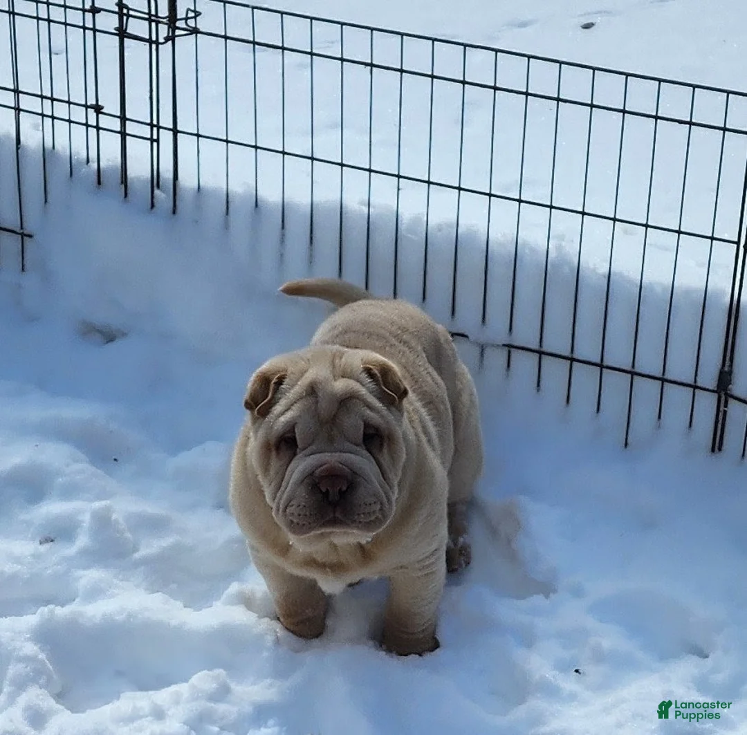 Shar Pei dogs for sale: Flurries mini  - Ad 4