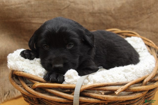 Mixed Breed dogs Grey - Ad 20